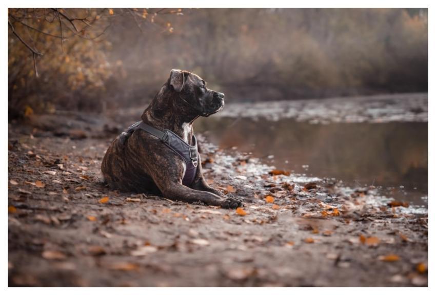 Pitbull Dog Fall Domestic Animal