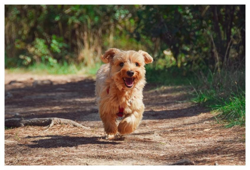 Puppy Yorkie Nature Dog