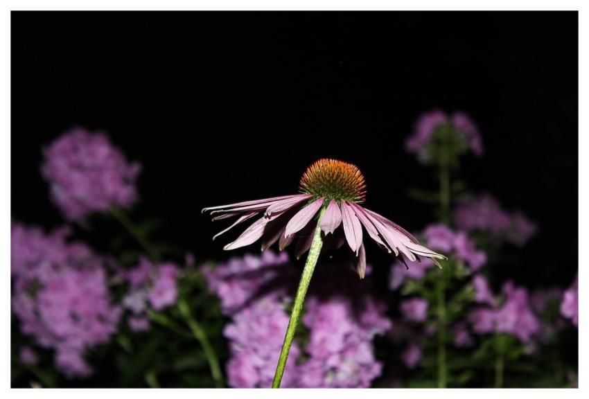 Flower Echinacea Flower Wallpaper Petals