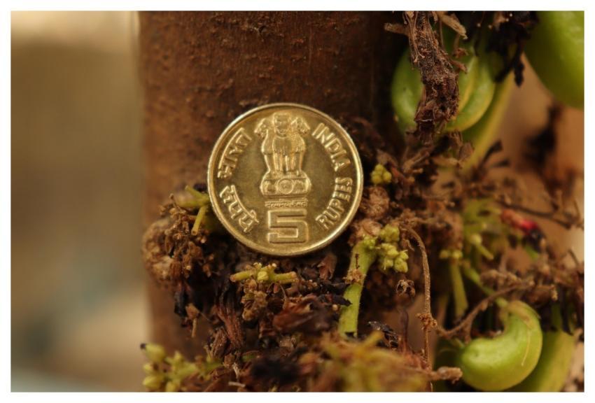 India Money Coin Finance