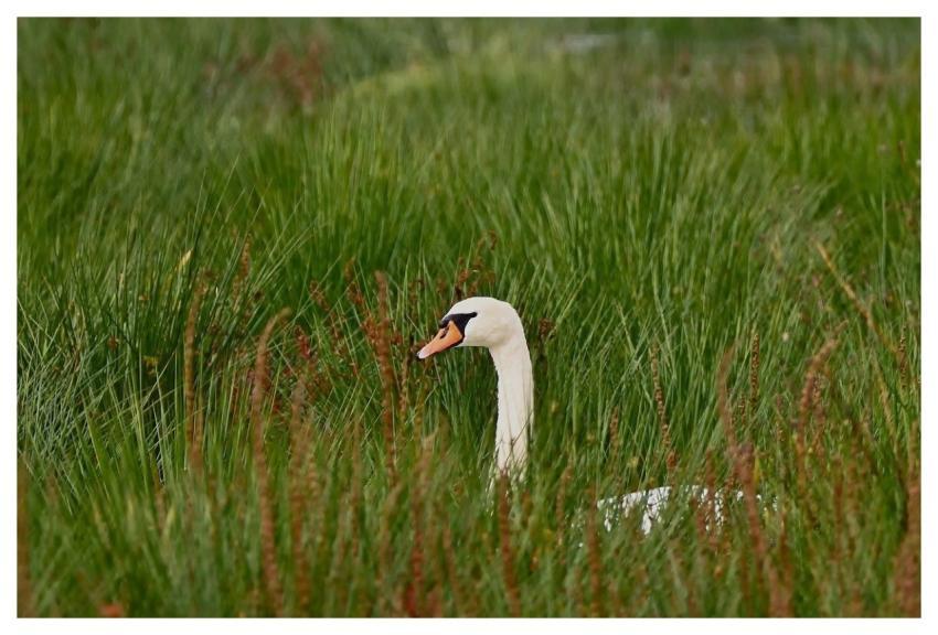 Swan Mute Swan Nature Water Bird