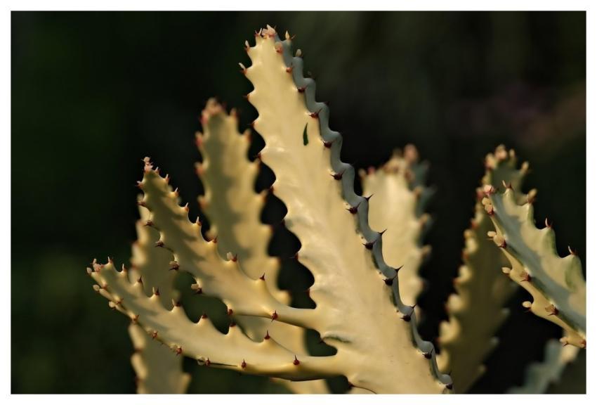 Cactus Flora Plant Nature