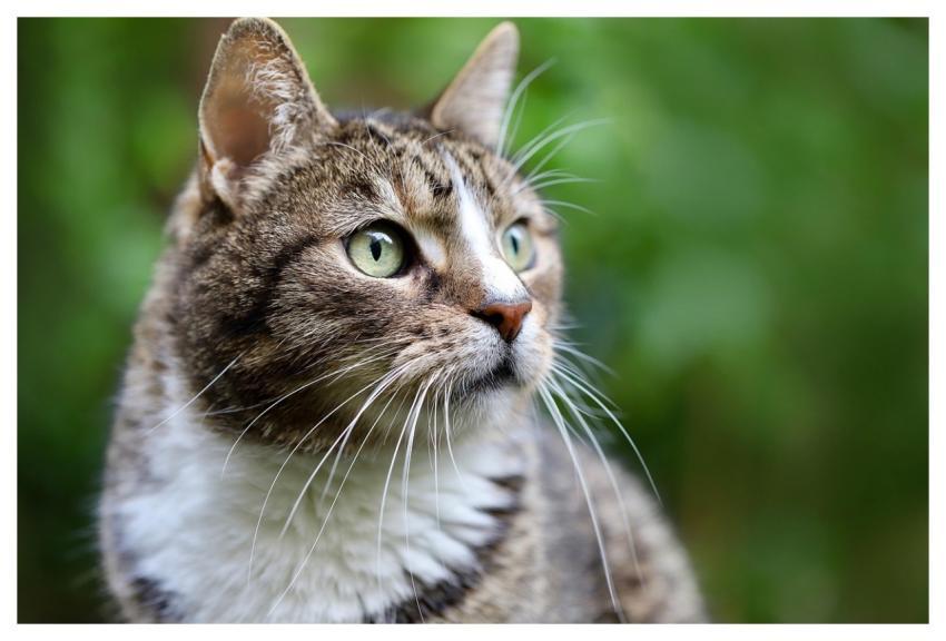 Cat Cat Face European Shorthair Nature