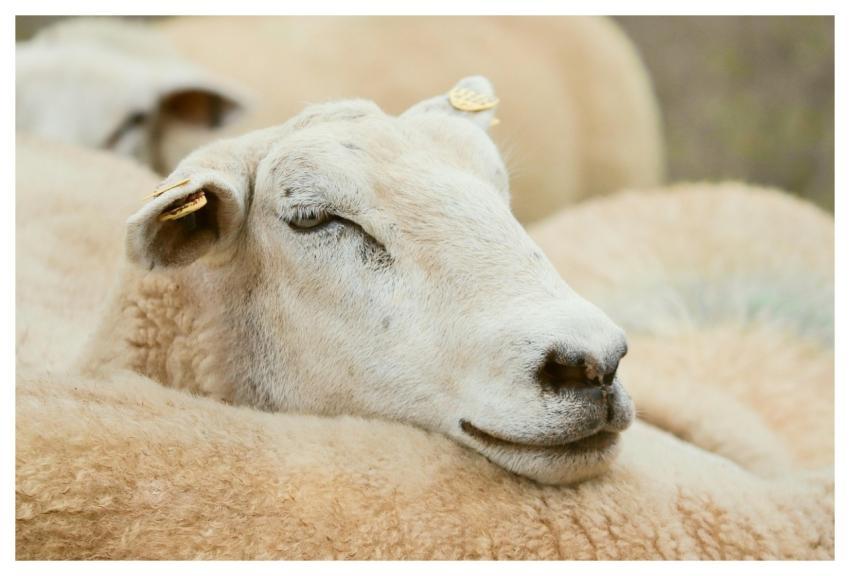 Sheep Animal Mammal Head