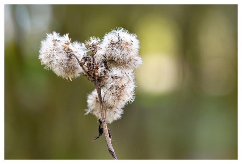 Asteraceae Faded Dry Seeds