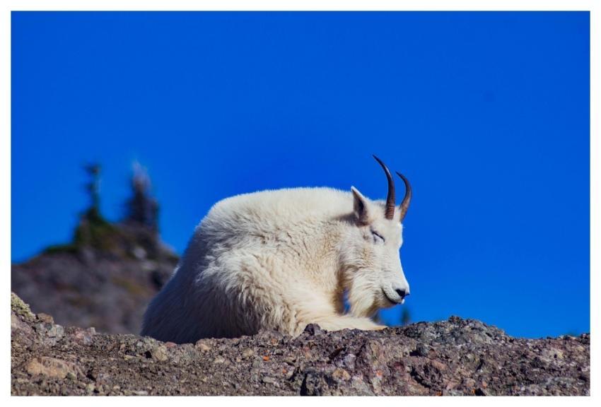 Goat Resting Horns Animal