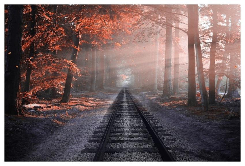 Railway Forest Trees Rails