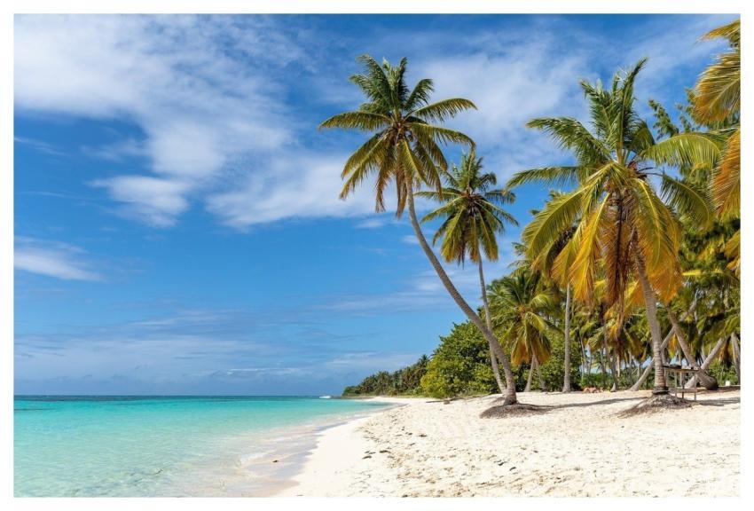 Beach Palm Trees Sea Nature