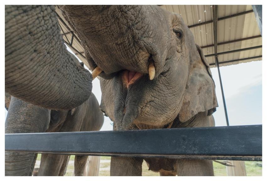 Thailand Natural Elephant Pet