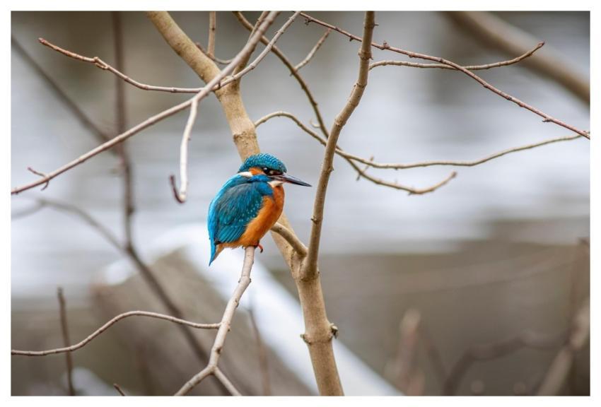Kingfisher Bird Perched Animal