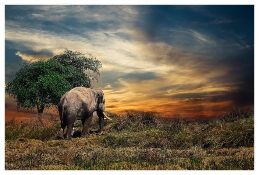 Elephant Safari Tusks Pachyderm