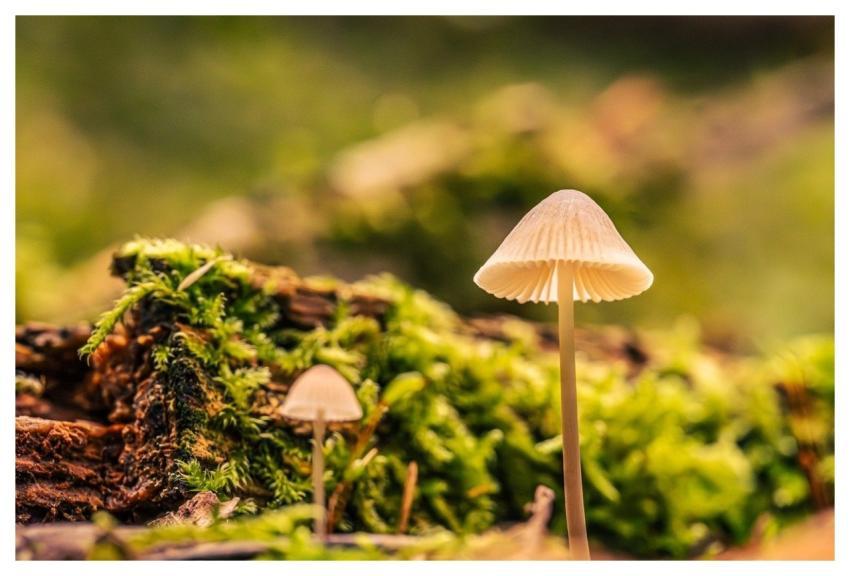 Mushrooms Moss Nature Mihail-Stavrev78