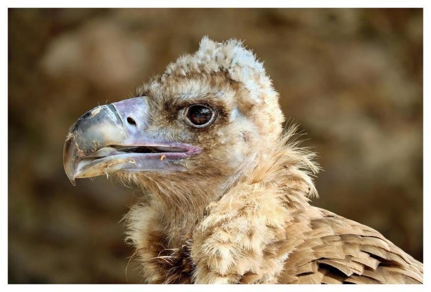 Black Vulture Vulture Cowl Vulture Young Bird