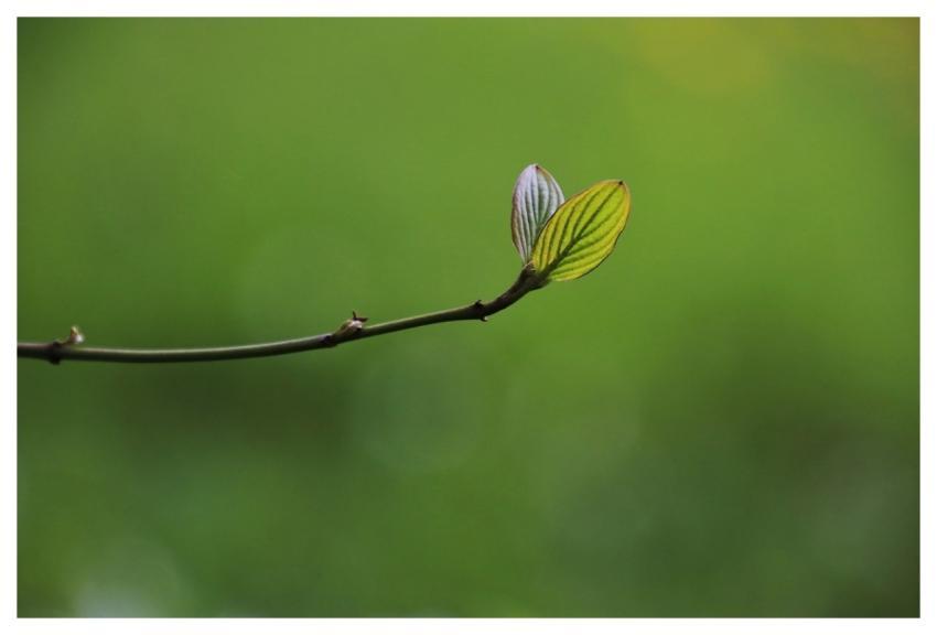 Leaf Rostock Growth Nature Background