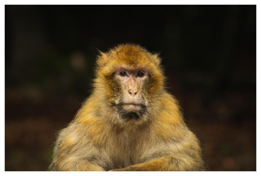 Monkey Macaque Primate Wildlife