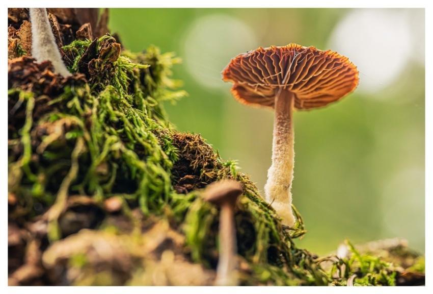 Mushroom Nature Moss Forest