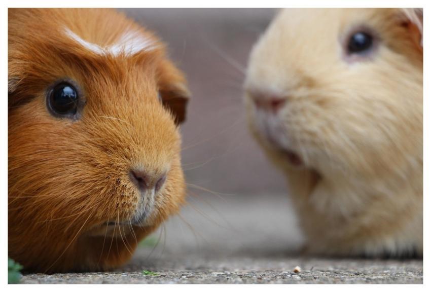 Guinea Pig Rodent Mammal Smooth Hair