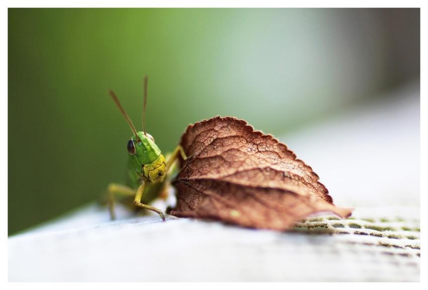Grasshopper Insect Leaf Nature