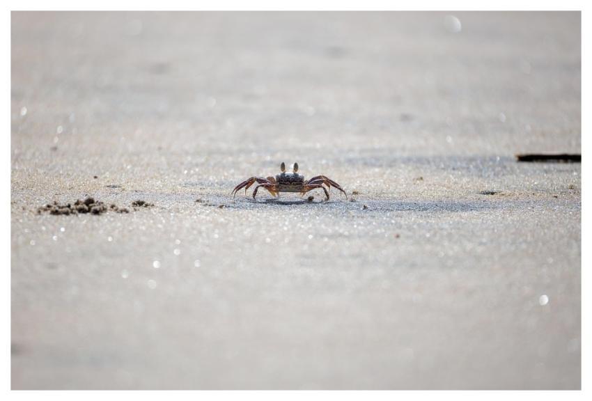 Crab Beach Wildlife Sand