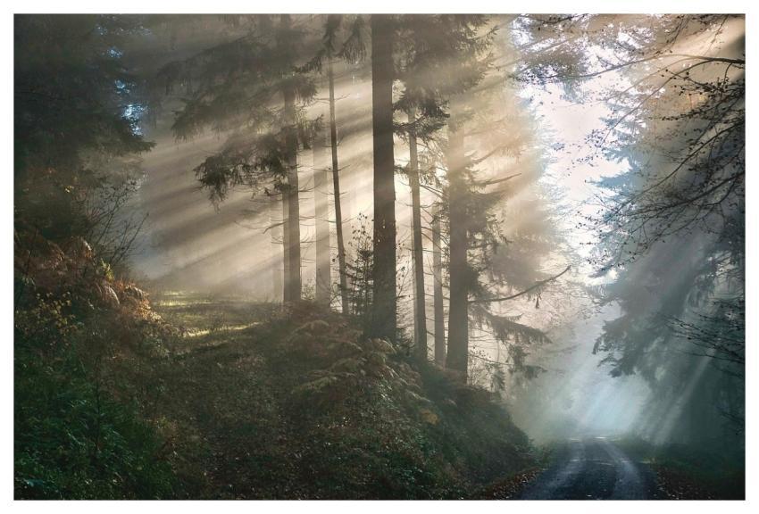 Forest Fog Nature Trees