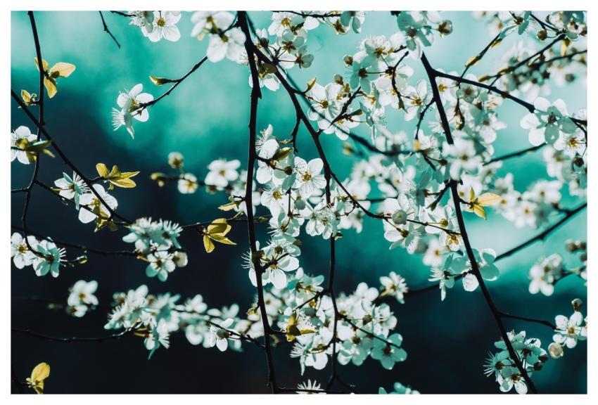 Blossoms White Flowers Spring Nature