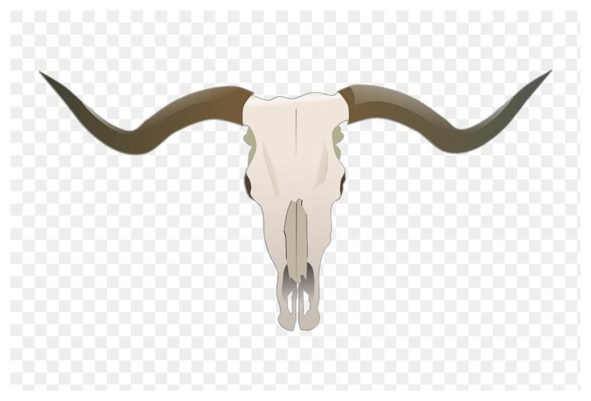 Longhorn skull png sticker, animal