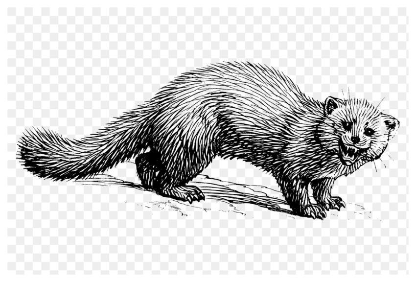 Marten png clipart, animal hand