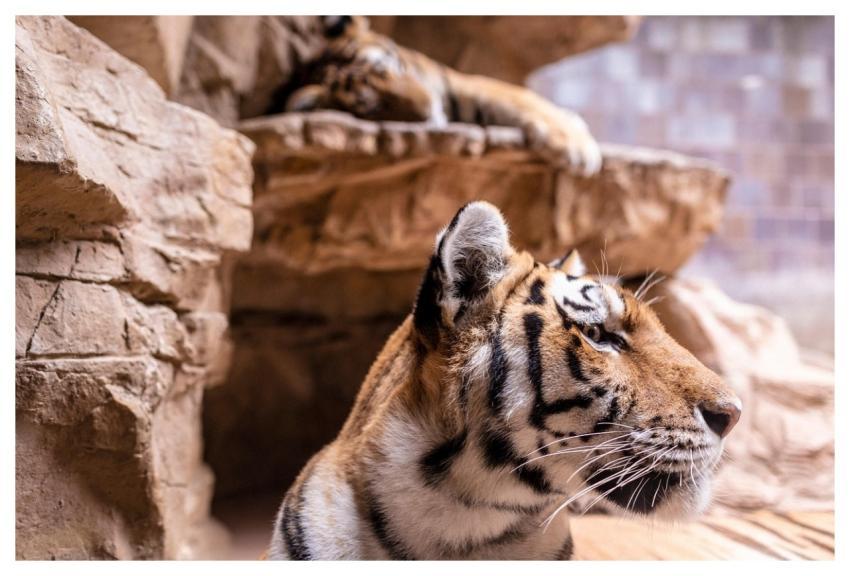 Tiger Animal Zoo Mammal