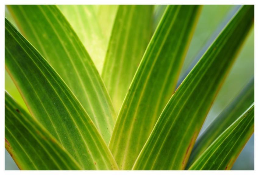 Leaves Plant Green Foliage