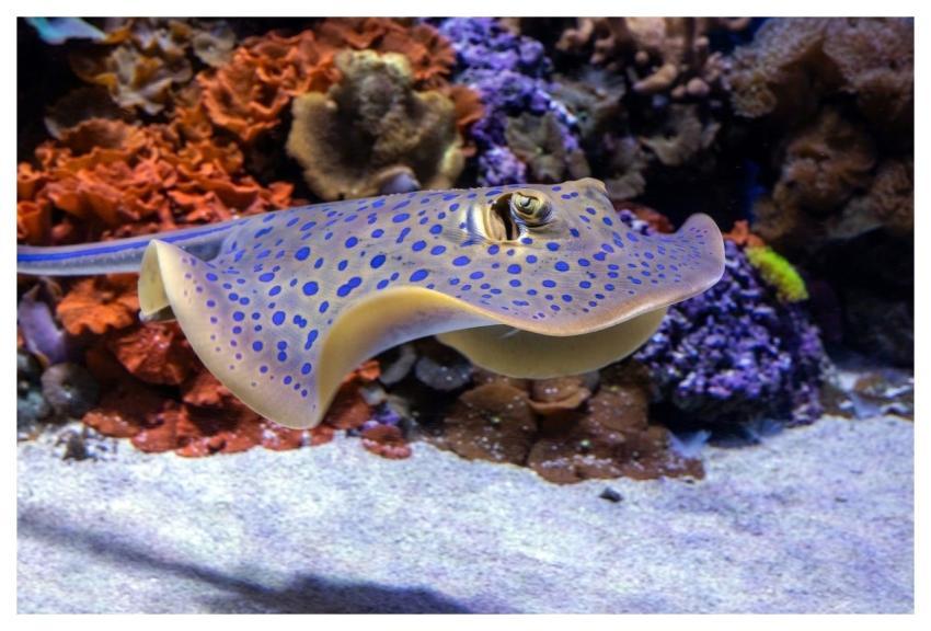 Stingray Fish Underwater Nature