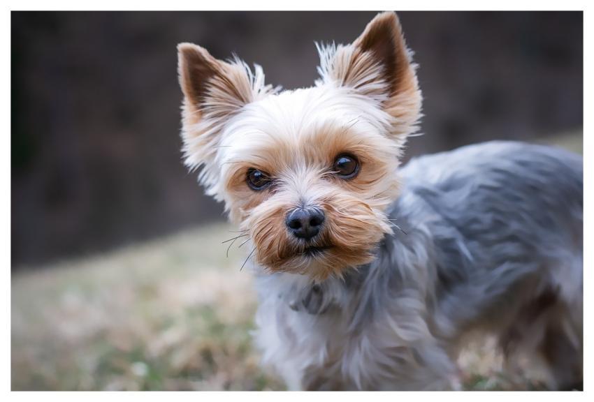 Yorkshire Terrier Dog Pet Yorkie