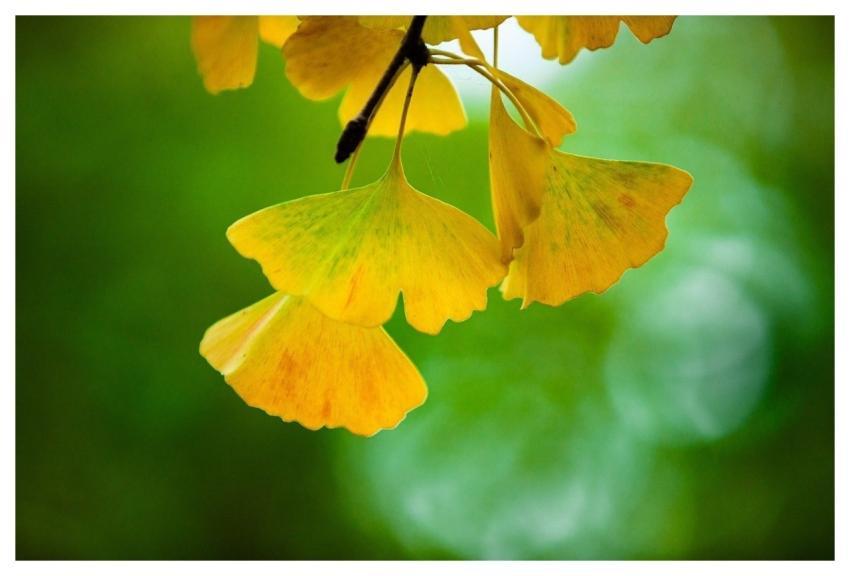 Autumn August Plant Flower