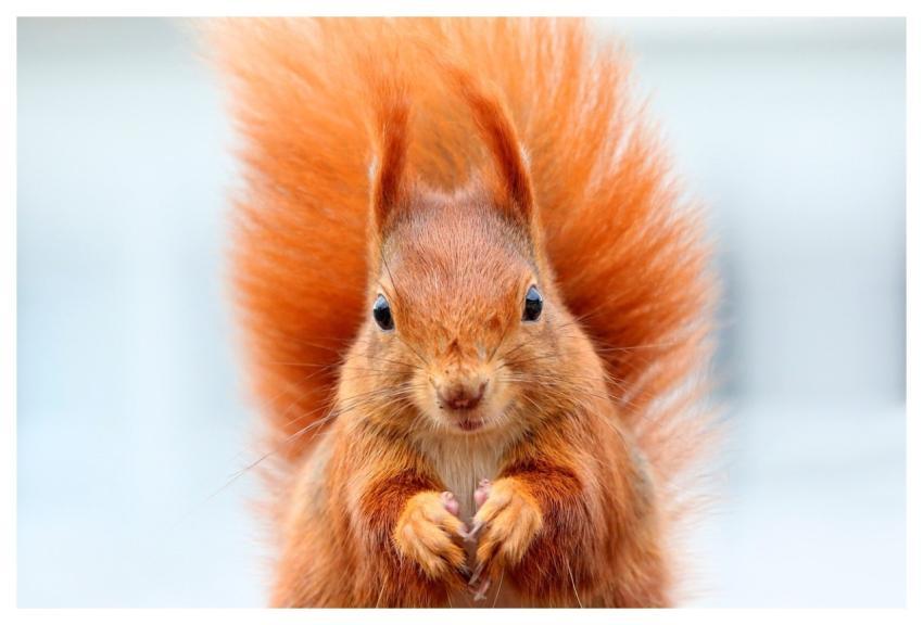 One Person Owner Pedigree Photography