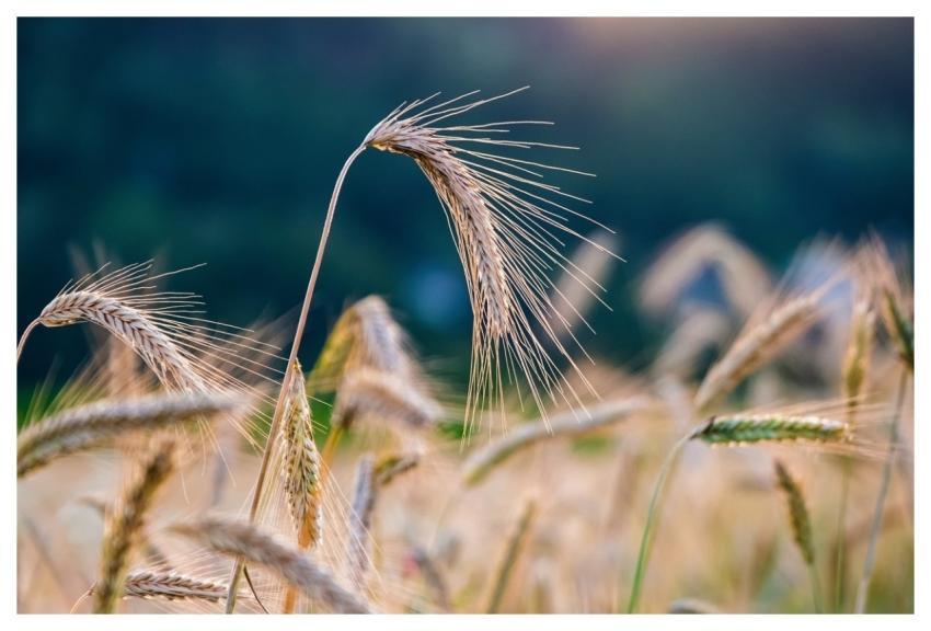 Rye Grain Rye Field Nature
