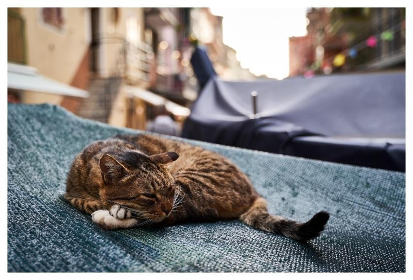 Cat Lazy Animal Domestic Animal