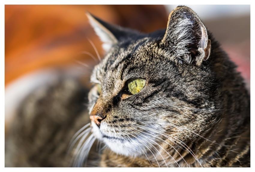 Animal Cat Domestic Animal Pet