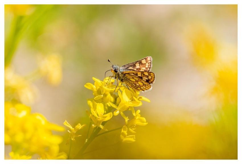 Butterfly Night Herb Leaf