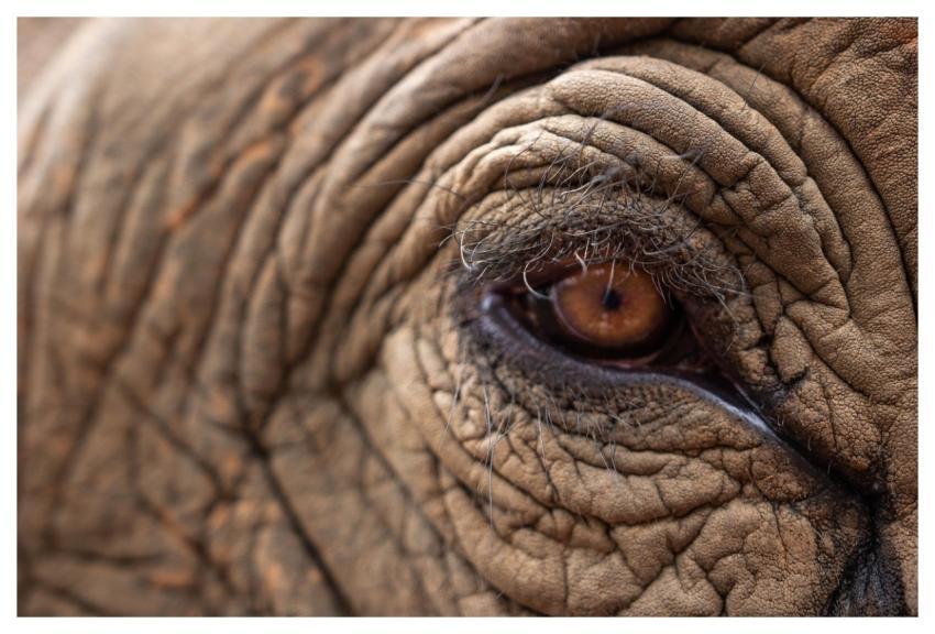 Elephant's Eye Elephant Pachyderm Close Up
