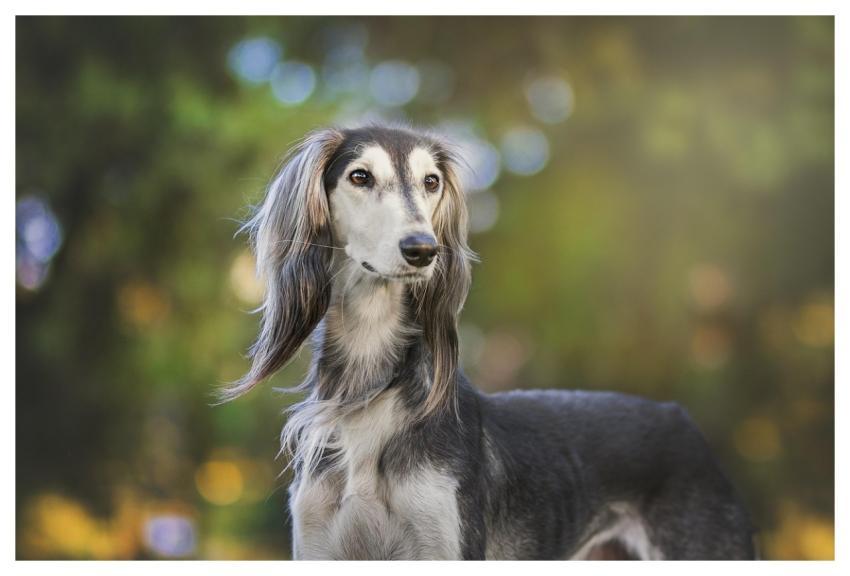 Animal Company Dog Animals Animal