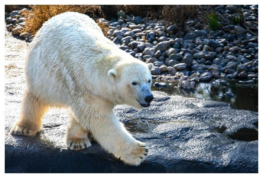 Animal Bear Mammal Species