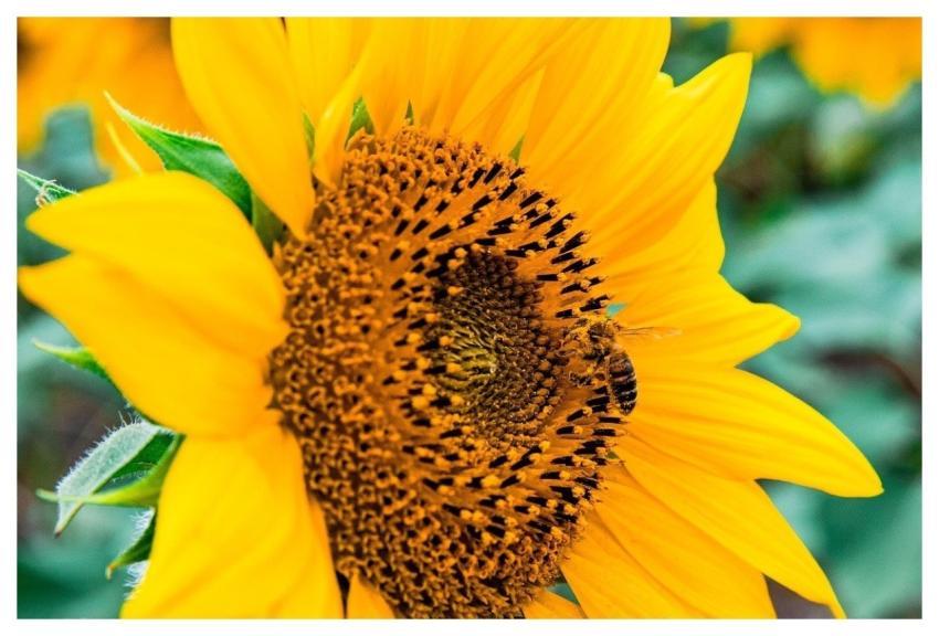 Sunflower Yellow Flora Nature