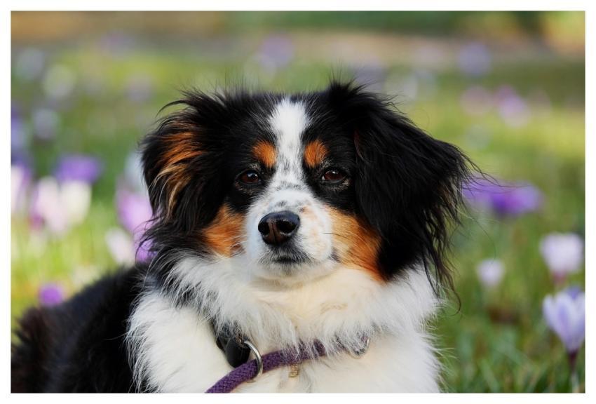 Australian Shepherd Nature Dog Animal