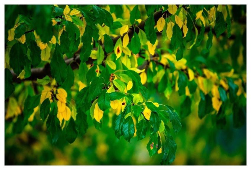 Autumn August Flower Background Plant