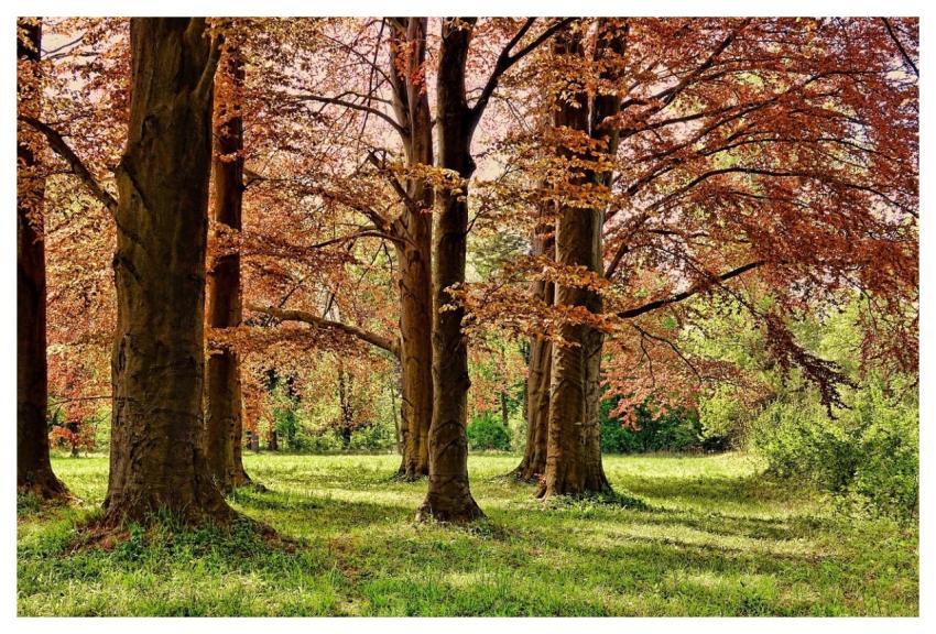Tree Spring Park Forest