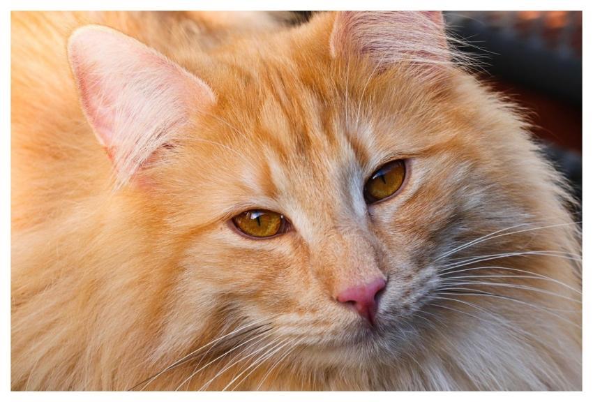 Cat Animal Mammal Feline