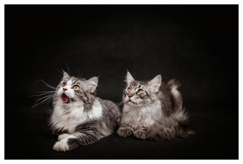 Cat Melon Pet Animal