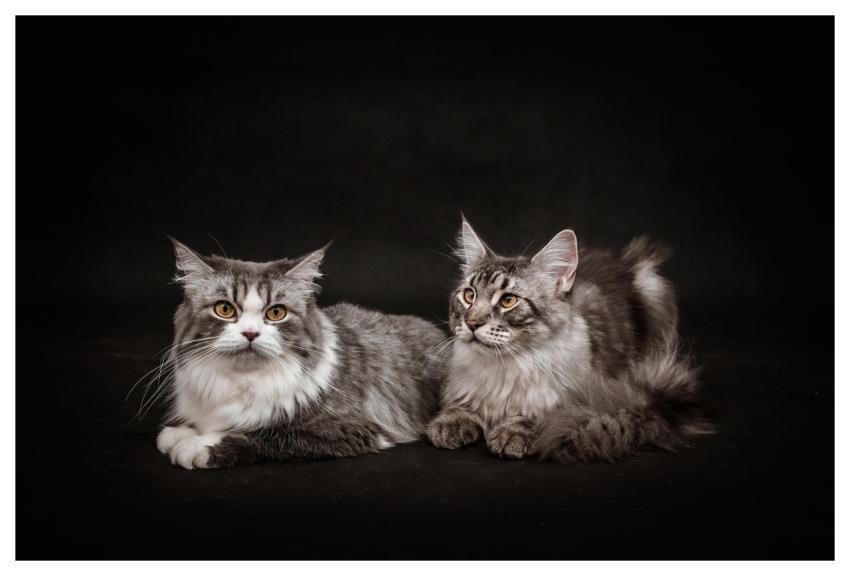 Cat 4K Wallpaper 1920X1080 Desktop Backgrounds Mel