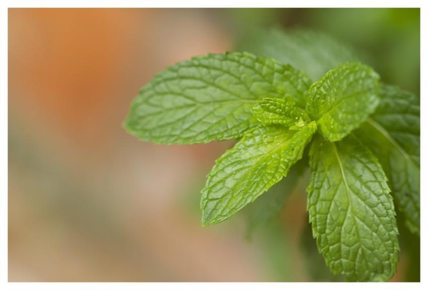 Plant Tea Mint Medicinal