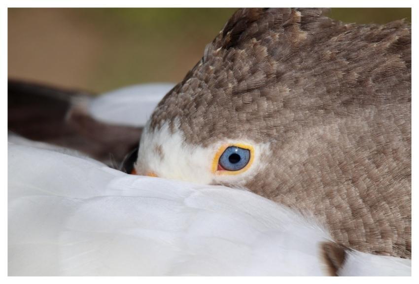 Goose Domestic Goose Ganter Bird