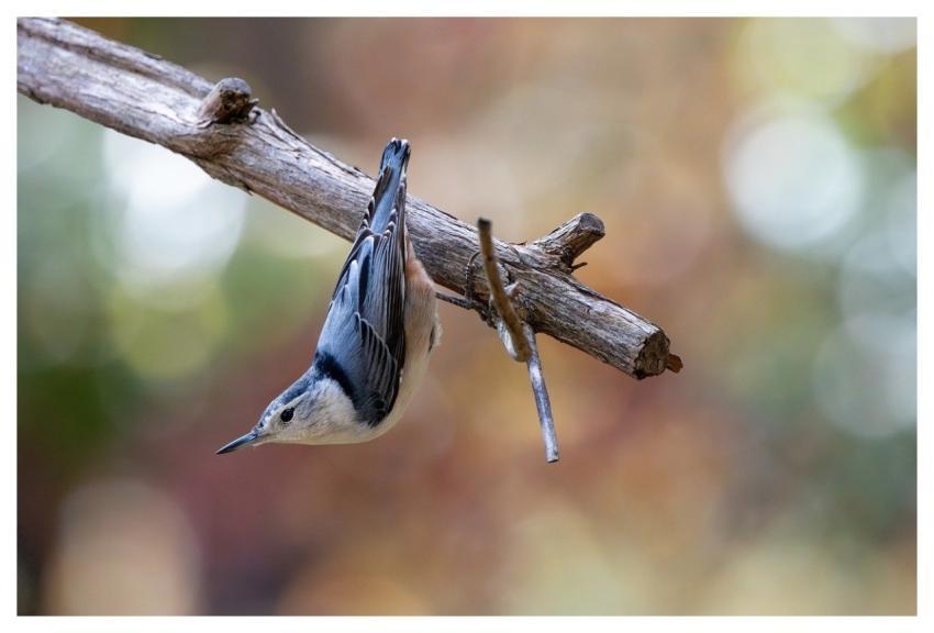 Nuthatch Autumn Color Bird